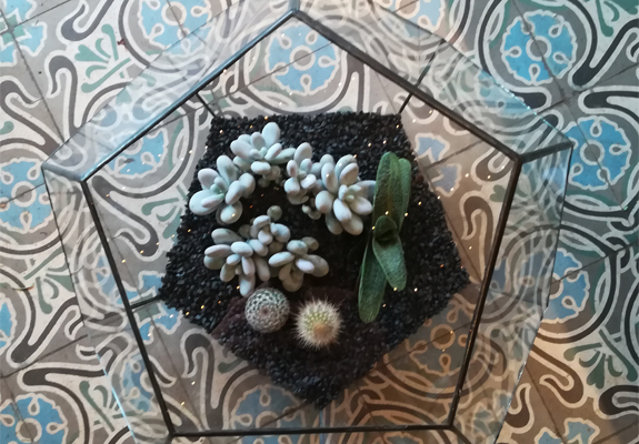 Terrarium van cactus, aloë en vetplant